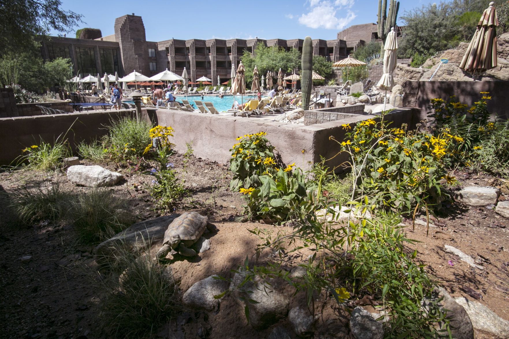 Desert tortoises